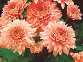 Chryzantéma Shippi Apricot (1)