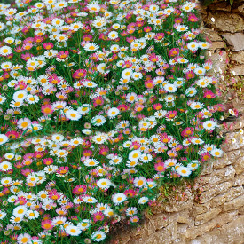 Turan karvinského 'Viva Espana' (3)