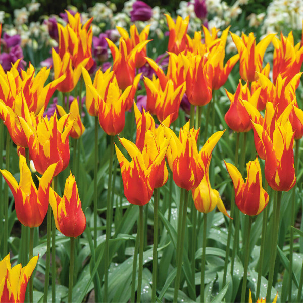 Fire Wings, tulipány