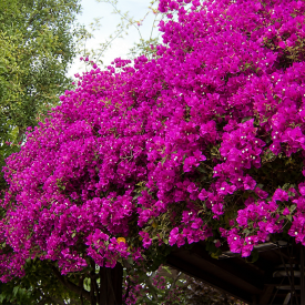 Bougainvillea, růžová