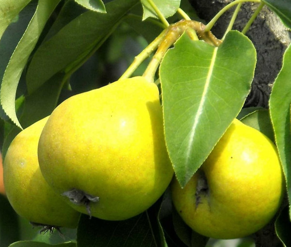 Raná hrušeň, volné kořeny