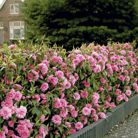 Kamélie Mrs. Tingley (1)