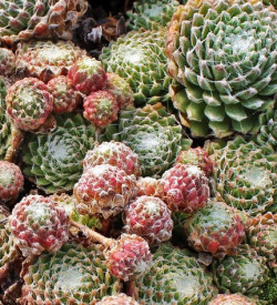 Netřesk pavučinatý