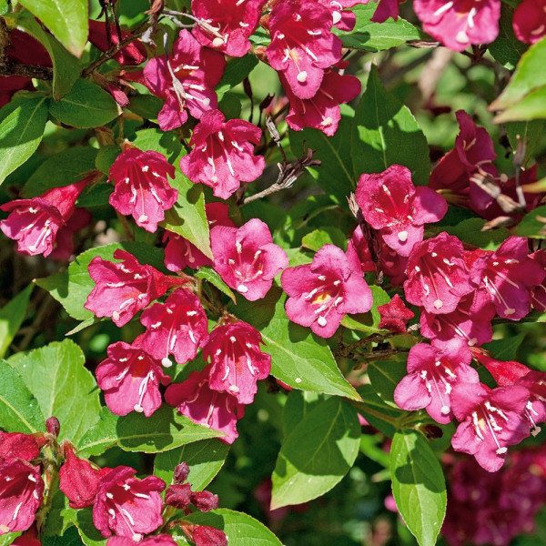 Vajgélie květnatá 'Bristol Ruby'