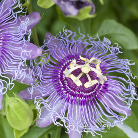 Mučenka Cooltropics® Eia Popeia®