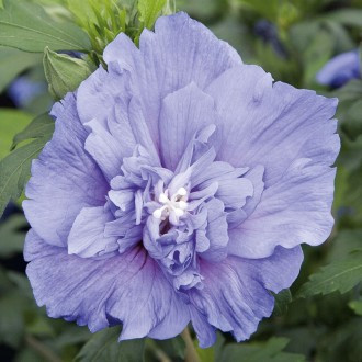 Ibišek syrský Blue Chiffon