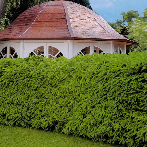 Smrk ztepilý, kontejner (1)