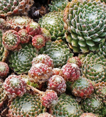 Netřesk pavučinatý