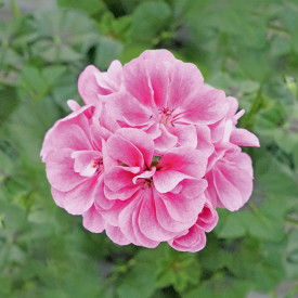 Royal® Frosty Pink, muškát (3)