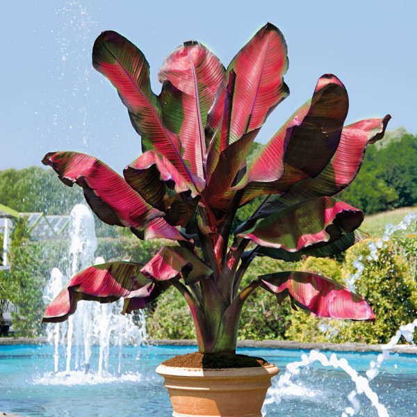 Červenolistý banánovník Musa Red