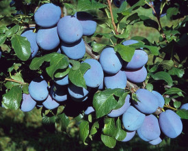 Haganta švestka, volné kořeny