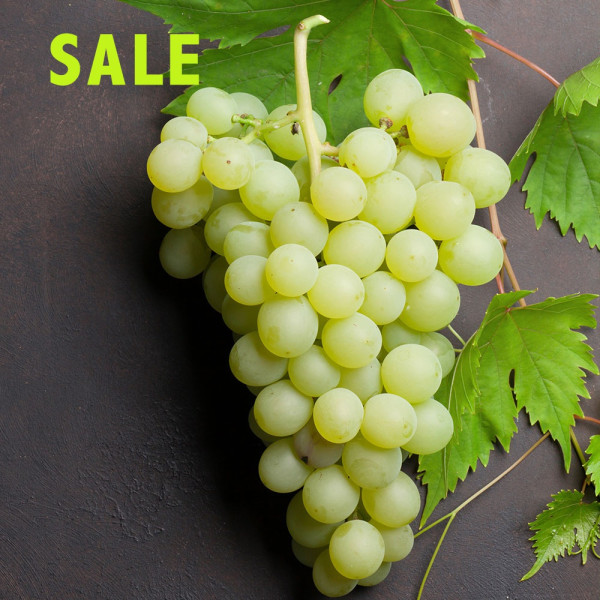 Picurka, hroznové víno bez jader