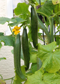 Long Star F1, okurka