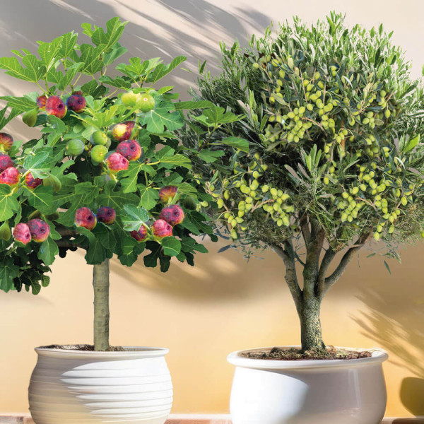 Olivovník + fíkovník