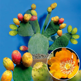 Kaktusové fíky Ibiza