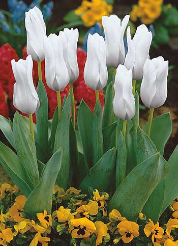 White Triumphator