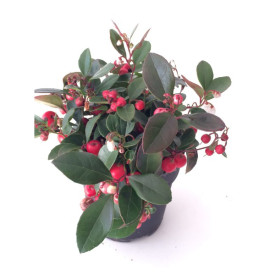 Gaultheria - Libavka polehlá