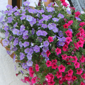 AlpeTunia® Light Blue (3)