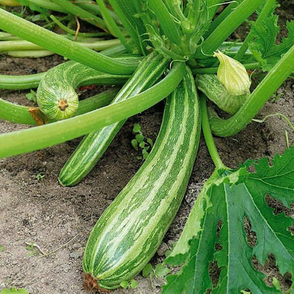 Cuketa Greenini