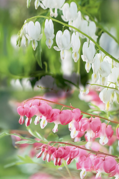 Srdcovka bílá+růžová