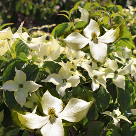 Dřín japonský Flower Tower
