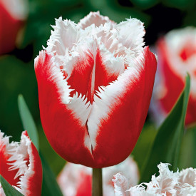 New Santa, tulipány