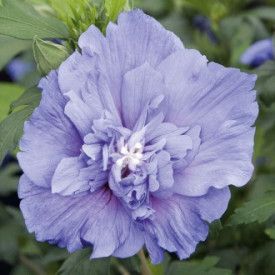 Ibišek syrský Blue Chiffon