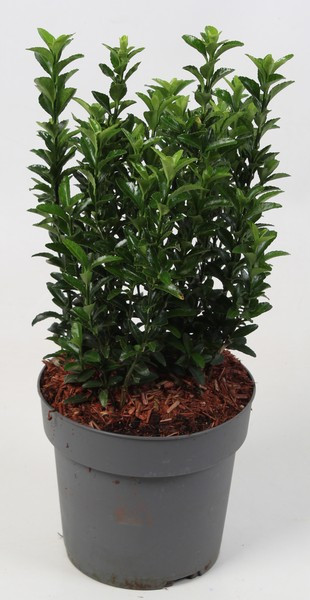 Brslen Evergreen - živý plot