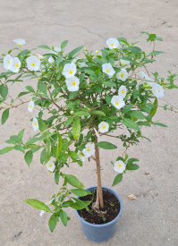 Hořcový stromek, růžový