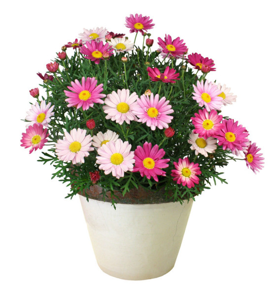 Kopretinovec Pink Surprise (3)