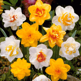 Narcis v květináči Mix (3)