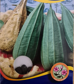 Lufa válcovitá