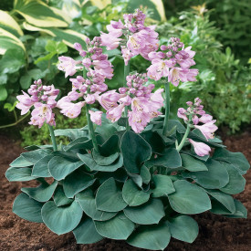 Hosta Blue Mouse Ears 