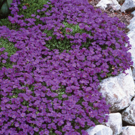 Tařička fialová Axcent Lilac (3)