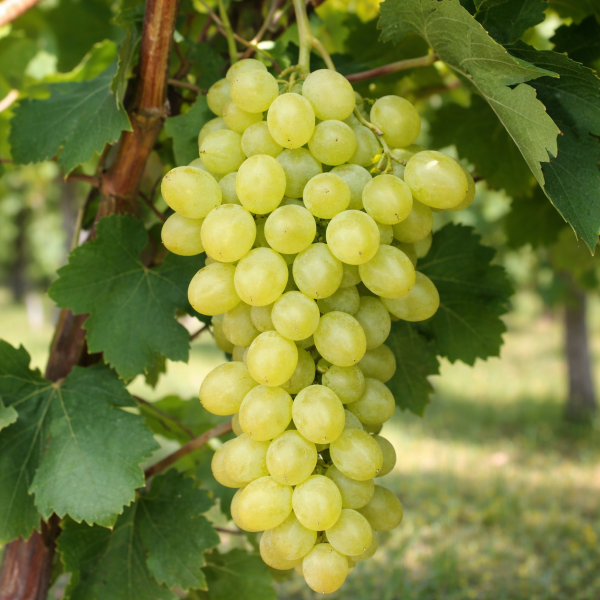 Sába királynője, vinná réva