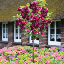 Magnolie Genie, stromek