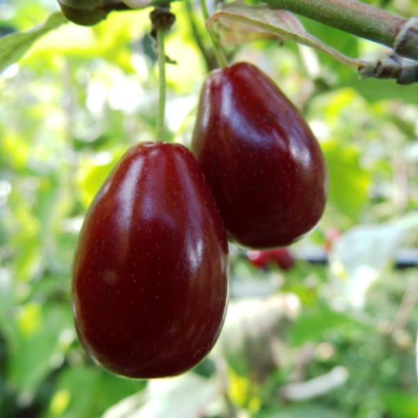 Dřín velkoplodý Kasanlaker