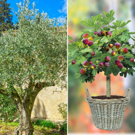 Olivovník + fíkovník