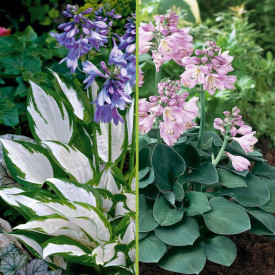 Hosta Fire and Ice + Blue Mouse Ears (5)