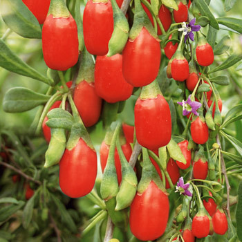 Kustovnice čínská (Goji)