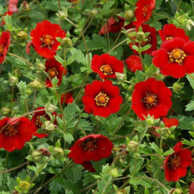 Mochna Gibson Scarlet