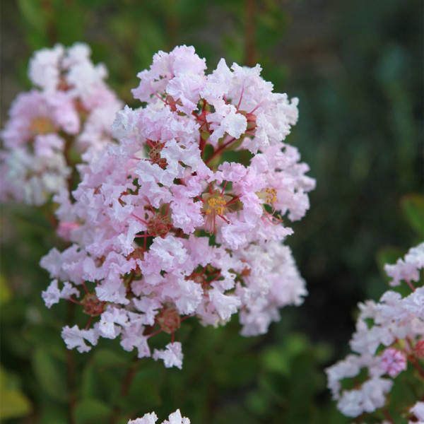 Krepová myrta 'With Love Babe'