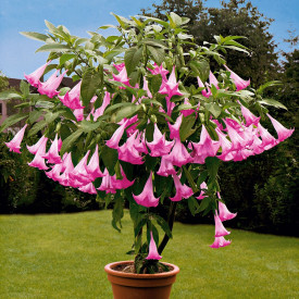Durman Candida Pink