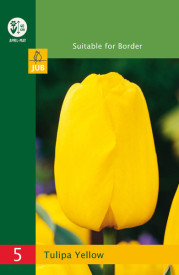 Triumph tulipány, žluté (5)