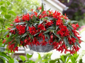 Begónie Beauvilia® , Red (1)