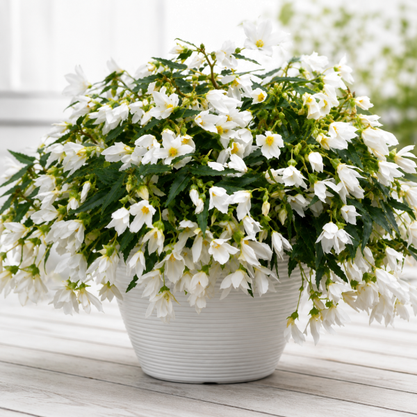 Begónie Beauvilia® , White (1)