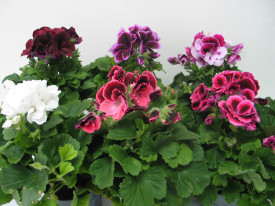 Anglické muškáty, mix barev