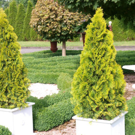 Zerav západní Sunkist