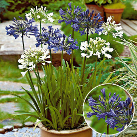 Kalokvět modrý (2)