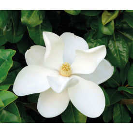 Velkokvětá stálezelená magnolie